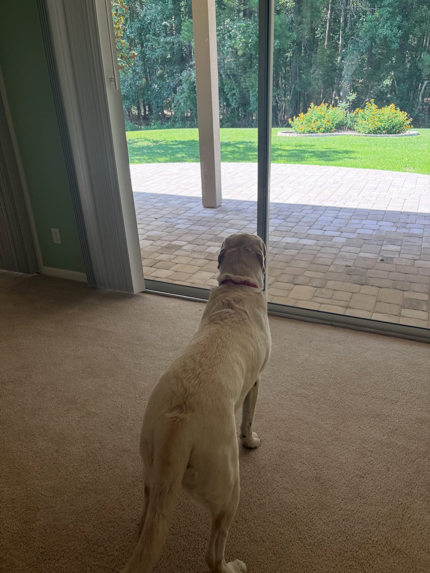 A happy pup checking out the backyard of a new home
